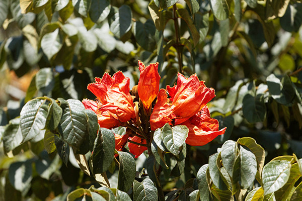 African Tulip Tree
