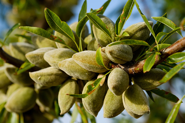 Almond Trees