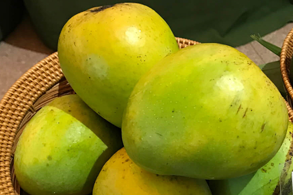 Alphonso Mango