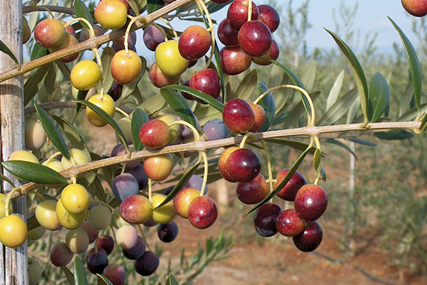 Arbequina Olive