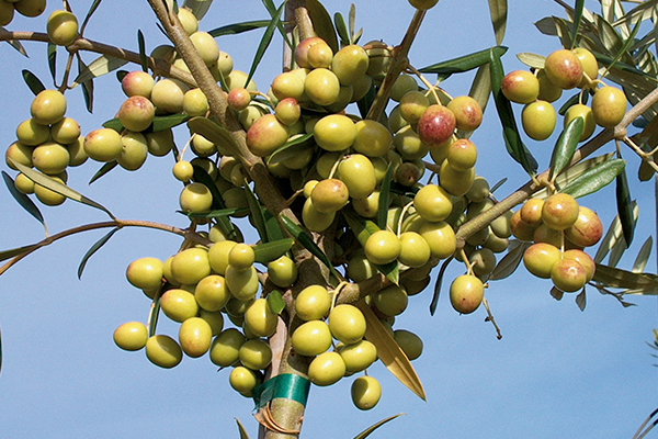  Arbosana Olive