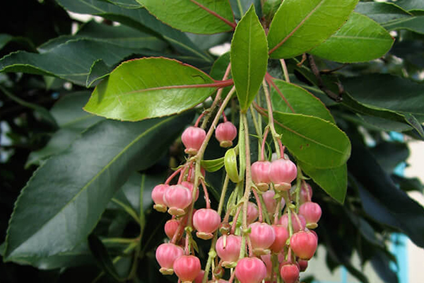 Marina Arbutus