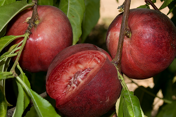 Arctic Glo Nectarine