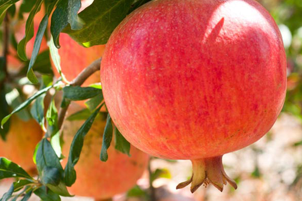 Ariana Pomegranate
