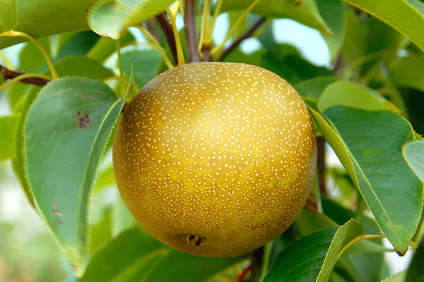 Asian Pear Trees