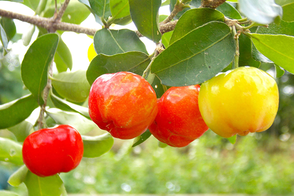Barbados Cherry Trees