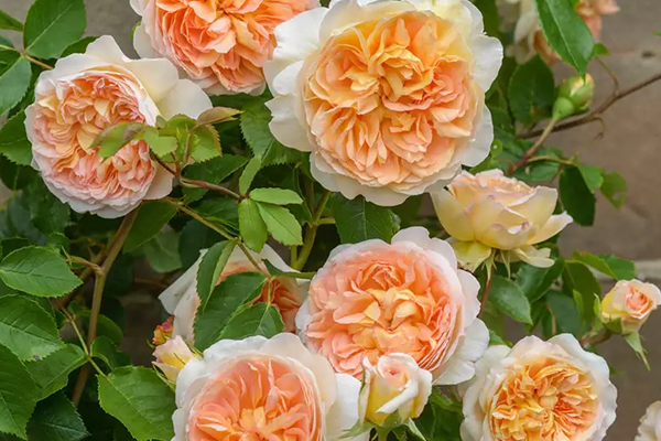 Bathsheba English Rose