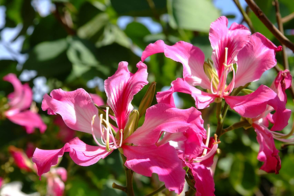 Hong Kong Orchid Tree