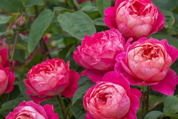 Benjamin Britten English Rose