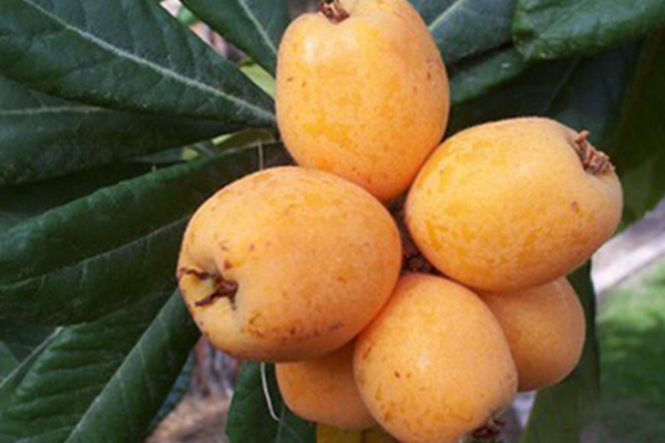 Big Jim Loquat