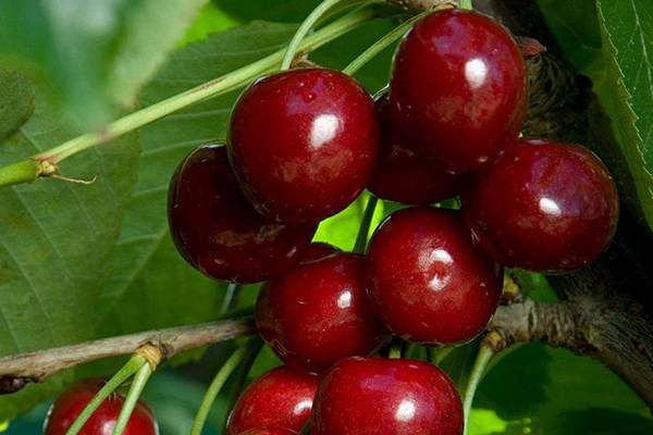 Bing Cherry