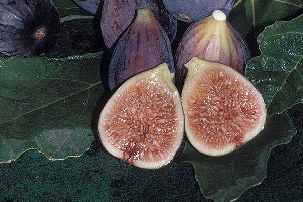 Black Mission Fig