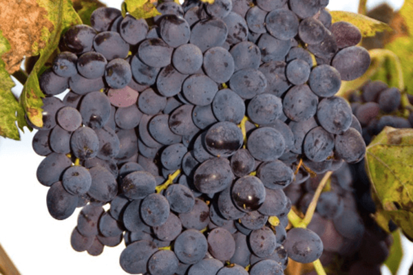Black Monukka Seedless Grape
