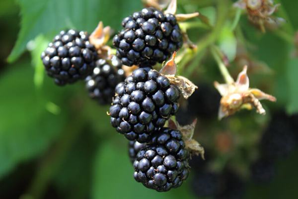 Blackberries