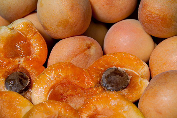 Blenheim Apricot