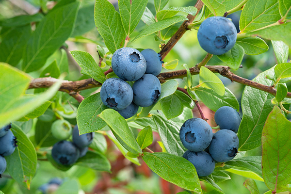 Blueberries