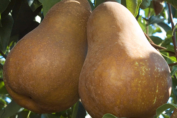 Bosc Pear