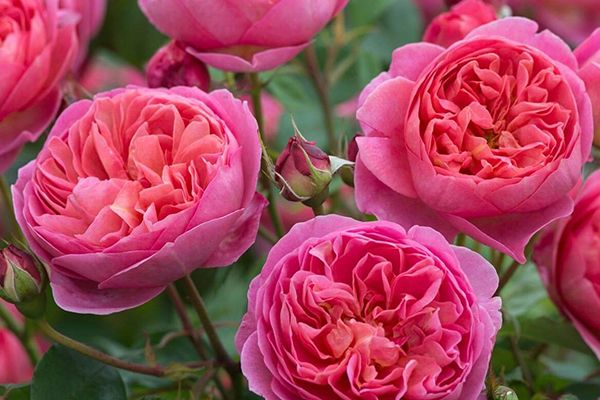 Boscobel English Rose