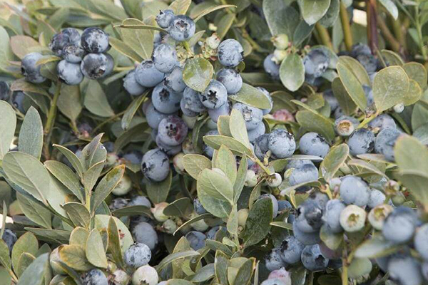 Bountiful Blue Blueberry