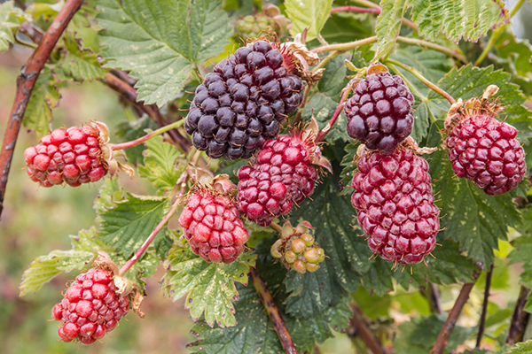 Boysenberries