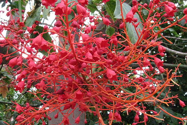 Australian Flame Tree