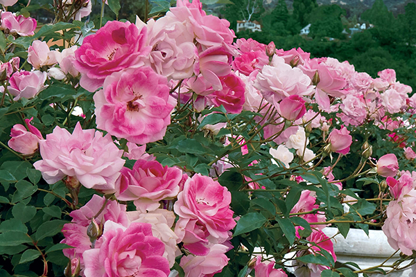 Brilliant Pink Iceberg