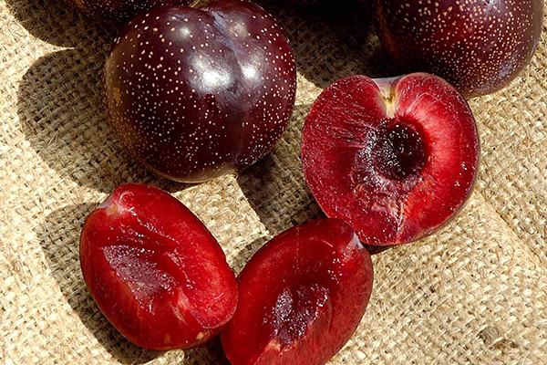 Burgundy Plum