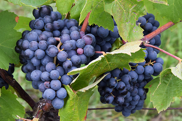 Cabernet Sauvignon Grape