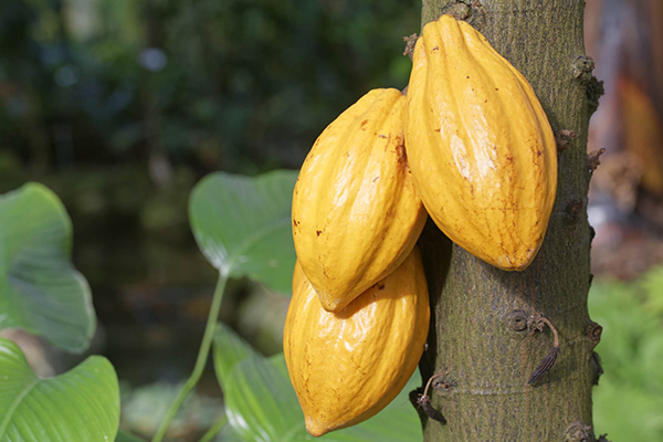 Cacao Trees