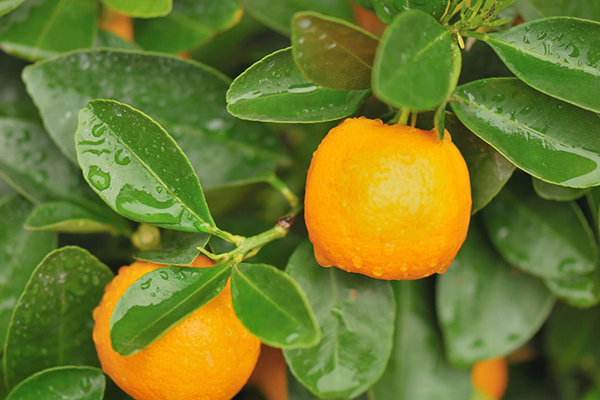 Calamondin