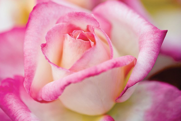 California Dreamin™