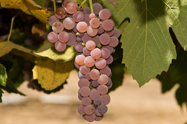 Canadice Seedless Grape
