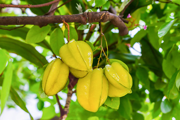 Star Fruit Trees