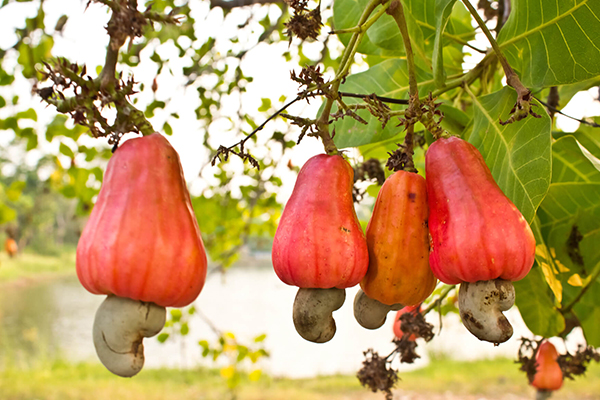 Cashew Trees