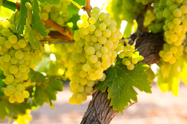 Chardonnay Grape