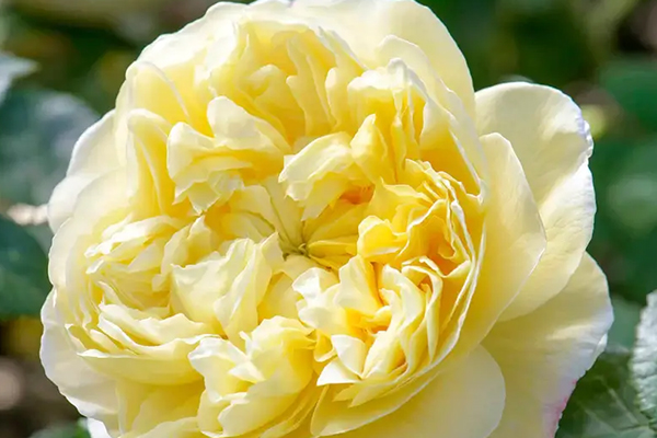 Charles Darwin English Rose