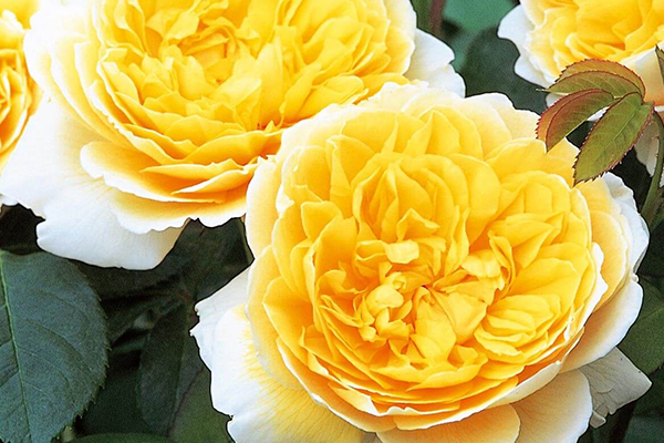 Charlotte English Rose