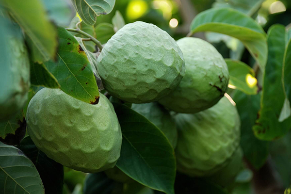 Cherimoya Trees