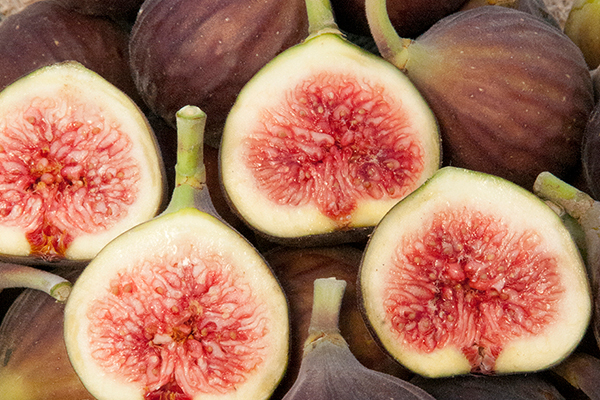 Chicago Hardy Fig