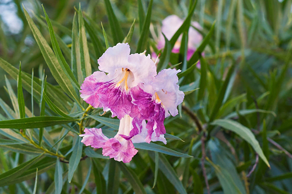 Desert Willow