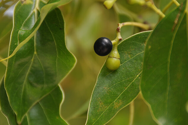 Camphor Tree