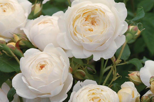 Claire Austin English Rose