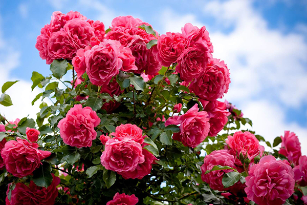 Climbing Roses