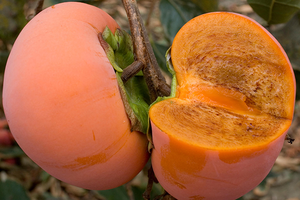 Coffeecake Persimmon Tree