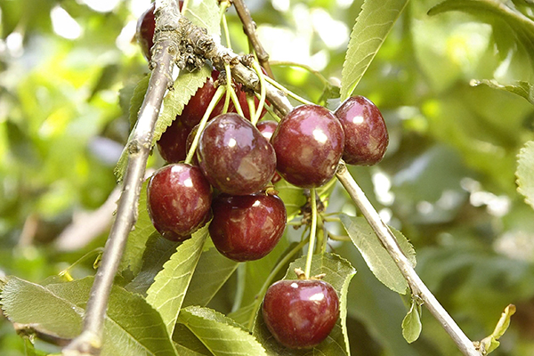 Craig’s Crimson Cherry