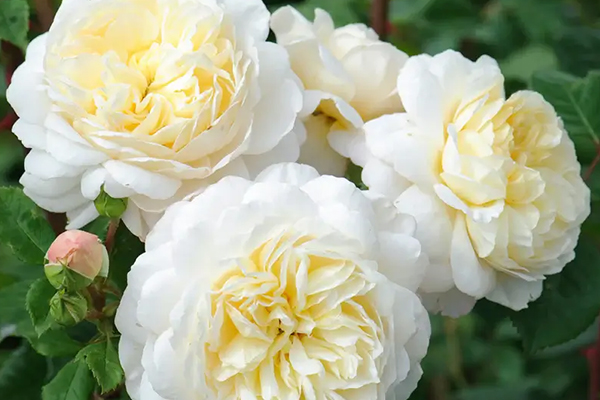 Crocus Rose English Rose