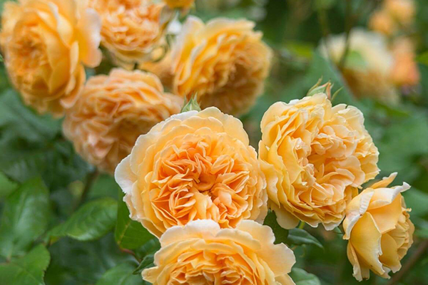 Crown Princess Margareta English Rose