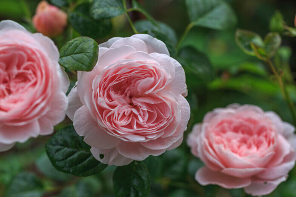 David Austin English Roses