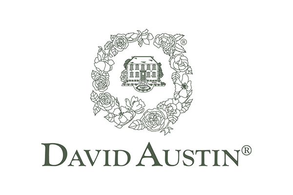 David Austin Roses