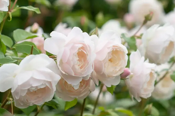 Desdemona English Rose